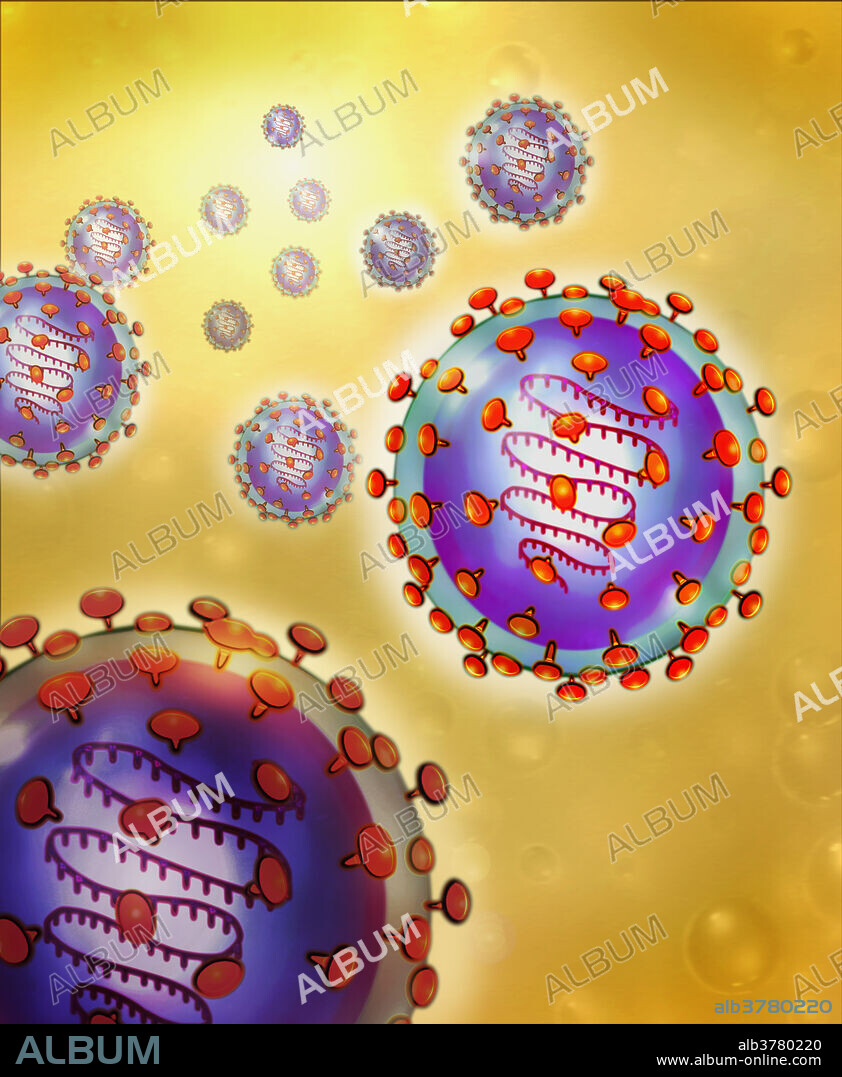 Illustration of SARS virus, a member of the Coronavirus family. The membrane and protein envelope (violet) surround a genome of single stranded RNA. The entire virus is surrounded by glycoproteins (orange) that suggest a corona or crown.