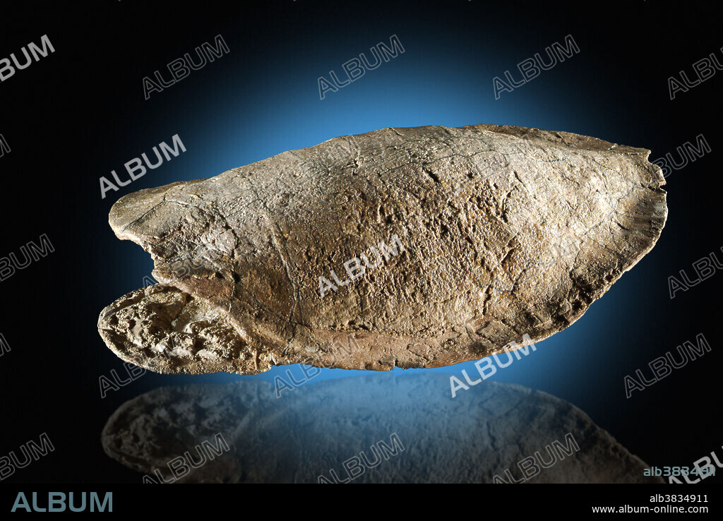 Fossil Turtle, Glyptops utahensis. Jurassic period, Morrison formation, Jensen Dinosaur Quarry, Utah.