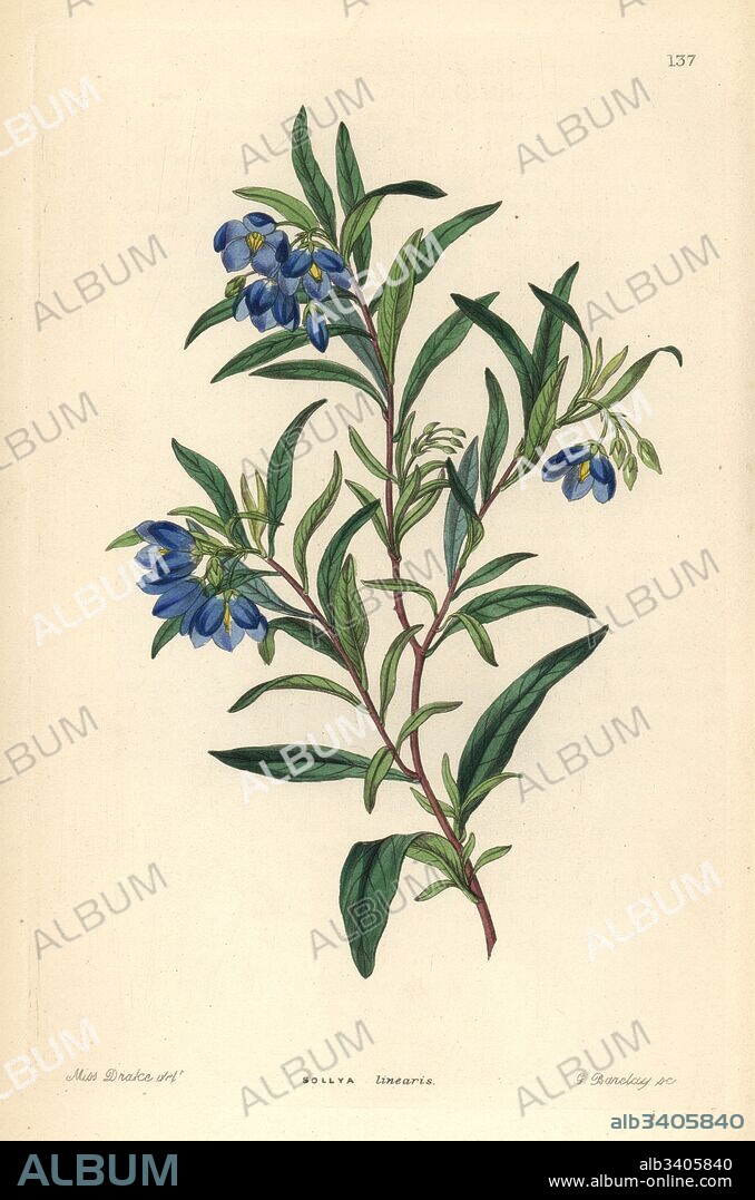 Australian bluebell, Billardiera fusiformis. (Narrow-leaved sollya, Sollya linearis). Handcoloured copperplate engraving by G. Barclay after Miss Sarah Drake from John Lindley and Robert Sweet's Ornamental Flower Garden and Shrubbery, G. Willis, London, 1854.