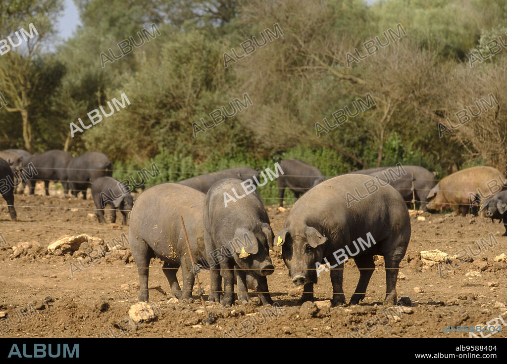 piara de cerdos negros, finca Es Bosch Vell, Santa Margalida, Mallorca, balearic islands, spain, europe.
