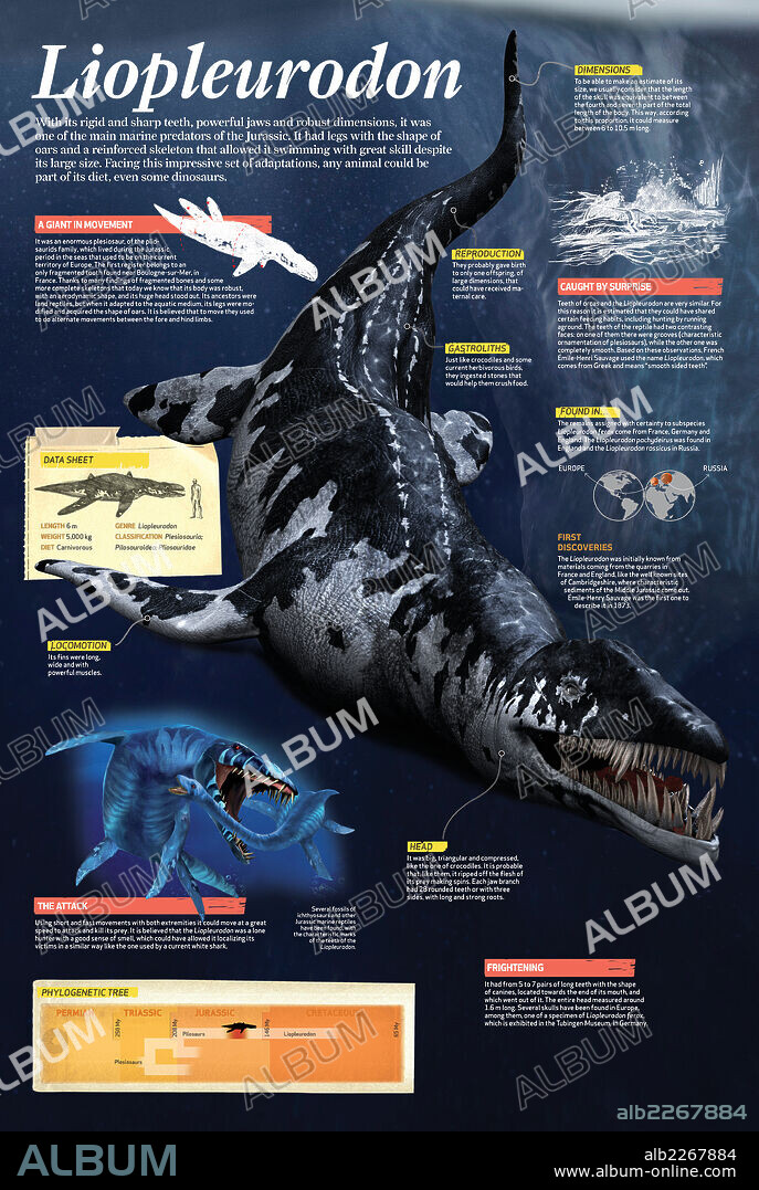 Liopleurodon. Infographic of the Liopleurodon, one of the main marine predators of the Jurassic.
