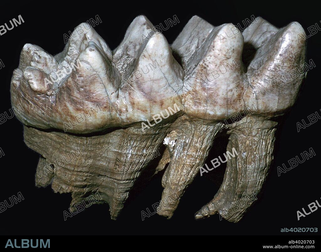 Fossil tooth of a mastodon, Mammut Amercanum.