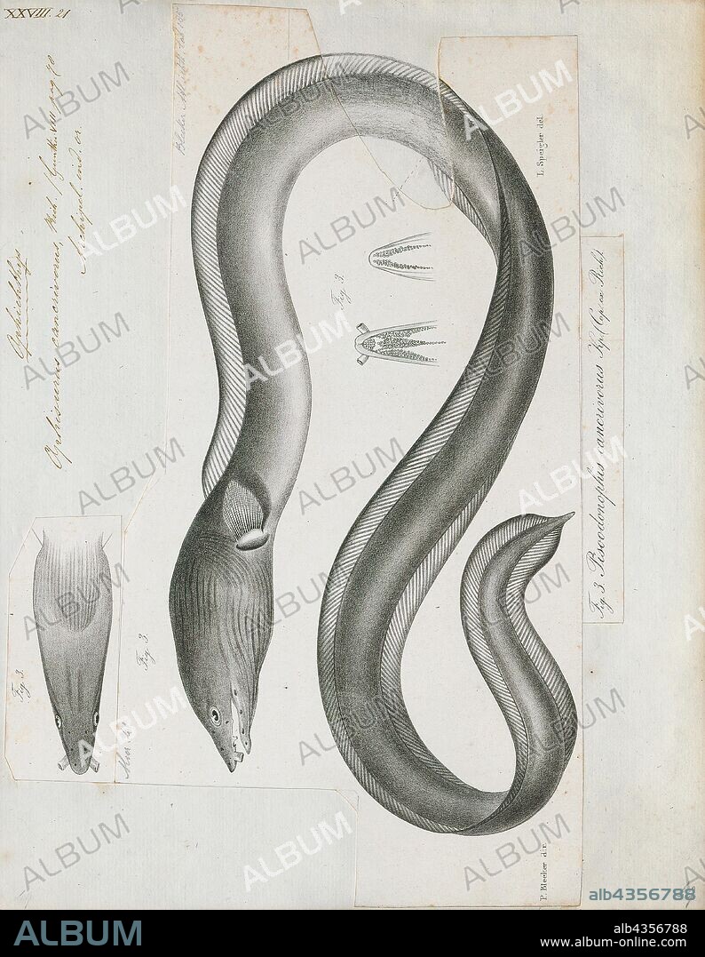 Ophichthys cancrivorus, Print, The longfin snake-eel (Pisodonophis cancrivorus) is an eel in the family Ophichthidae (worm/snake eels). It was described by John Richardson in 1848., 1864.