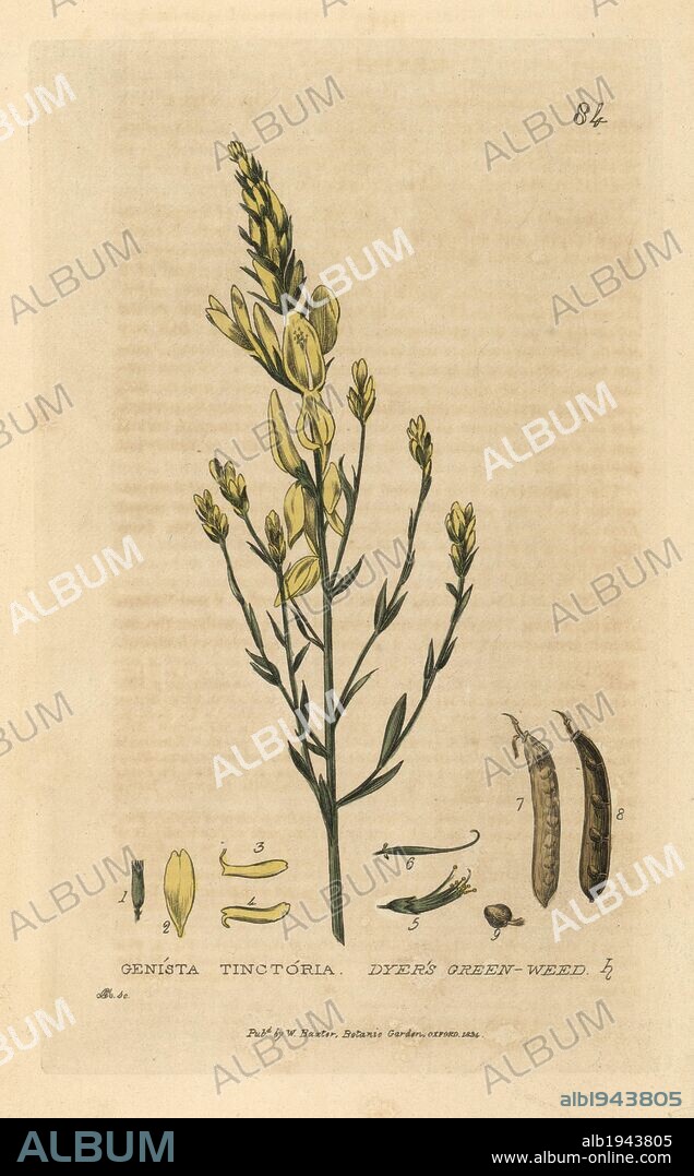 Dyer's green weed, Genista tinctoria. Handcoloured copperplate engraving by Charles Mathews from William Baxter's "British Phaenogamous Botany" 1834. Scotsman William Baxter (1788-1871) was the curator of the Oxford Botanic Garden from 1813 to 1854.