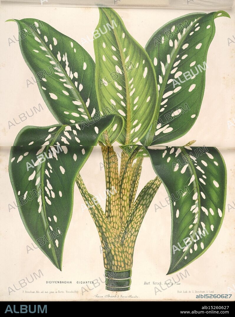 L'Illustration horticole, Gand, Belgium, Imprimerie et lithographie de F. et E. Gyselnyck, 1854-1896, floriculture, gardening, greenhouses, horticulture, periodicals, This illustration features a Dieffenbachia gigantea, commonly known as dumb cane. The plant is depicted with lush, vibrant green leaves adorned with striking white spots and patterns. The leaves extend from a stout, textured stem, showcasing the plant's natural beauty. The composition emphasizes the lush foliage and unique markings, highlighting its ornamental appeal as a popular houseplant. The detail captures the plant's rich texture and distinct features, illustrating its exotic nature.