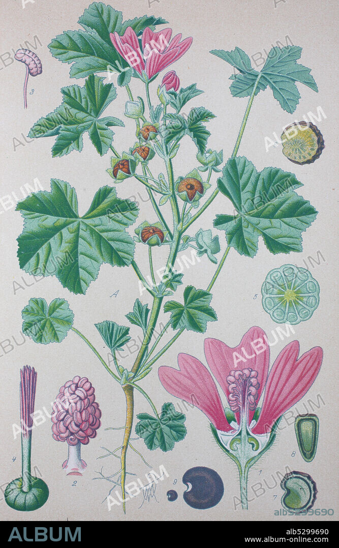 Digital improved high quality reproduction: Malva sylvestris is a species of the mallow genus Malva in the family of Malvaceae and is considered to be the type species for the genus, common mallow to, common names of cheeses, high mallow and tall mallow  /  Wilde Malve, Große Käsepappel, Pflanzenart aus der Gattung der Malven.