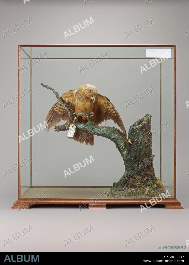 Phillip Island Parrot, Nestor productus, also known as Norfolk kaka. This is a rare mount of an extinct bird., Natural Science, Zoology, Taxidermy, Bird.