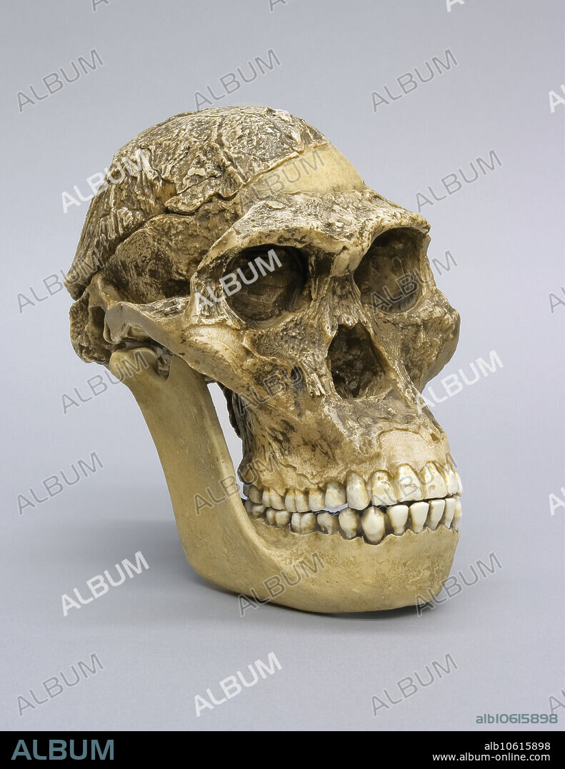 Considered to have lived 2.5 MYA, the Australopithecus africanus Skull Sts 5 "Mrs. Ples" was discovered in 1947 by R. Broom and J. Robinson in Sterkfontein, Transvaal, South Africa. The discovery of this nearly complete cranium of a mature specimen led to a much more positive reception of South African australopithecines as hominids. Twenty years earlier Raymond Dart labeled a skull found at Taung "Australopithecus africanus." The dentition of that skull indicates that it was a juvenile, which led to much criticism and broad dismissal of Dart's contention that the skull was a hominid; instead, critics considered it an ape. Like other early hominids, it had an ape-sized brain. The Sts 5 cranial capacity is about 485 cc. Compared to Australopithecus afarensis, it has a more rounded skull, a less projecting face, absence of cranial crests, and smaller front teeth. However, the front teeth are larger than in robust australopithecines. The cheek teeth are larger than in Australopithecus afarensis but smaller than in the robust australopithecines. The discovery of Sts 5 two decades later provided support for Dart's earlier claim. Originally thought by Broom to be a middle-aged female, Sts 5 is now considered by most to be a male. The Bone Clones Hominid line is composed of discoveries from anatomically modern humans, archaic humans, early Homo, early hominins, and other hominids. The majority of the casts in this line have been recreated by our team of anatomical sculptors. Some are reconstructions made by anthropology professionals using fragmentary elements from original discoveries and extrapolating the missing parts from those (i.e. Neanderthal skeleton).
