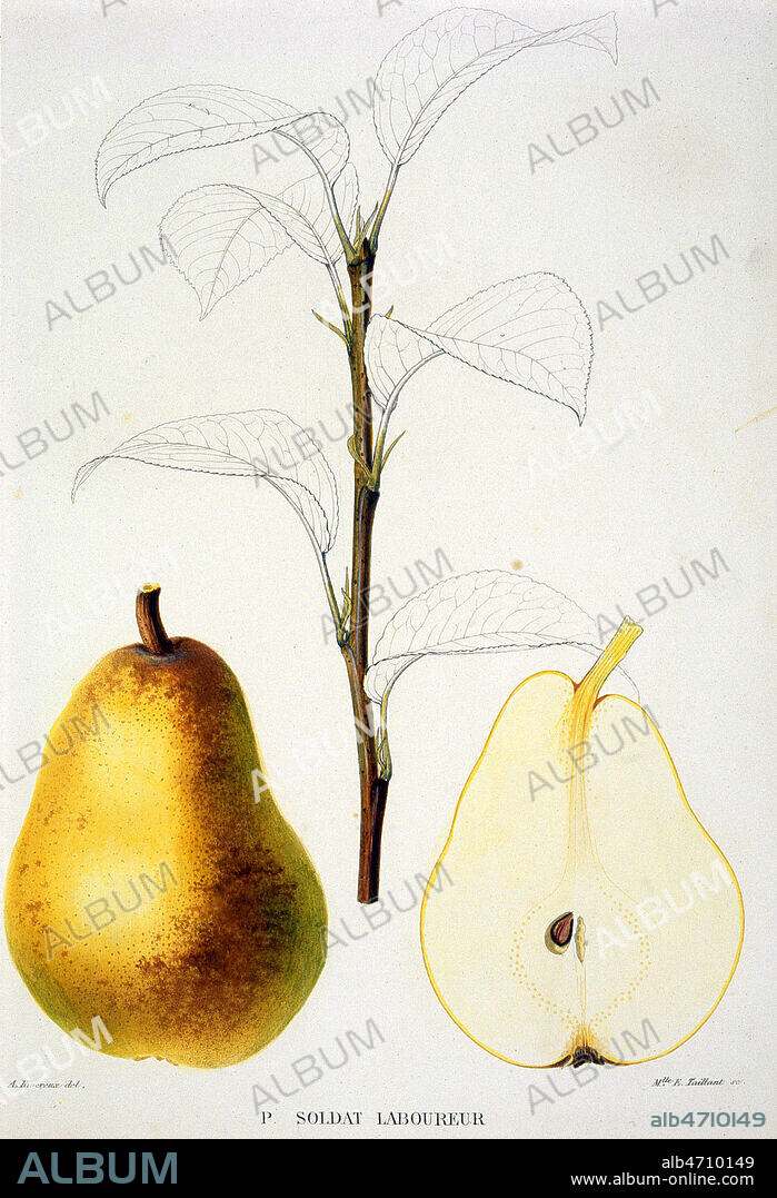'Poire soldat laboureur'. Planche botanique extraite de 'Le Jardin Fruitier du Museum (d'Histoire Naturelle) ou iconographie de toutes les especes et varietes d'arbres fruitier cultives dans cet etablissement, avec leur description, leur histoire, leur synonymie' de Joseph DECAISNE (1807-1882) de 1862-1875, XIXeme siecle. Lithographie de A. RIOCREUX (1820-1912) et Melle E. TAILLANT. Credit: Cheuva / KHARBINE-TAPABOR.