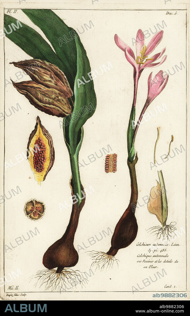 Autumn crocus, meadow saffron or naked ladies, Colchicum autumnale, Linn. Sp. pl. 485, Colchique autumnale ses racines et les details de sa fleur. Handcoloured copperplate engraving by Jean Victor Dupin junior from Pierre Joseph Buchoz Herbier Artificial, representant plus de quinze cents plates, tant Européennes quExotiques, Gogue & Nee de La Rochelle, Paris, 1783.