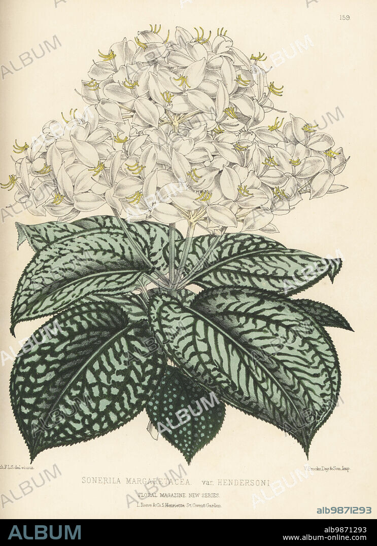 Sonerila margaritacea, native to Myanmar. Terrarium or hothouse ornamental foliage plant raised by Edward George Henderson and Sons of Wellington Nurseries, St John's Wood. Sonerila margaretacea var. Hendersoni. Handcolored botanical illustration drawn and lithographed by Worthington George Smith from Henry Honywood Dombrain's Floral Magazine, New Series, Volume 4, L. Reeve, London, 1875. Lithograph printed by Vincent Brooks, Day & Son.