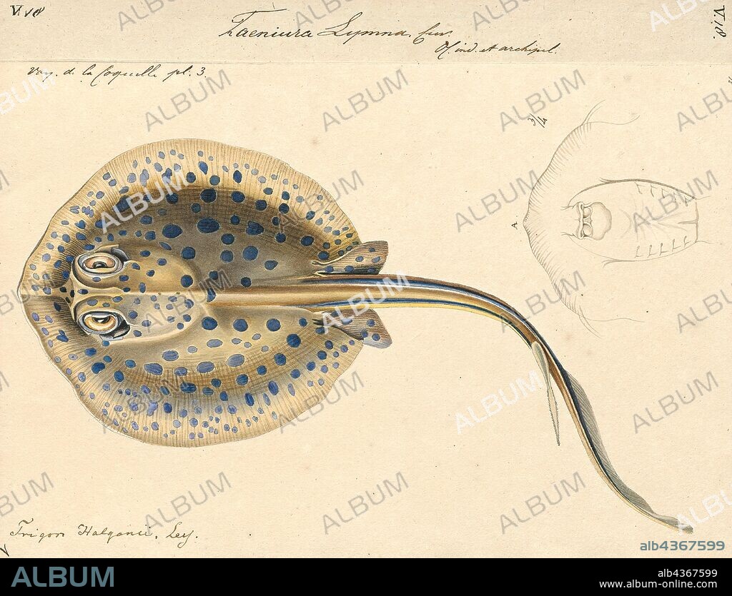 Taeniura lymma, Print, The bluespotted ribbontail ray (Taeniura lymma) is a species of stingray in the family Dasyatidae. Found from the intertidal zone to a depth of 30 m (100 ft), this species is common throughout the tropical Indian and western Pacific Oceans in nearshore, coral reef-associated habitats. It is a fairly small ray, not exceeding 35 cm (14 in) in width, with a mostly smooth, oval pectoral fin disc, large protruding eyes, and a relatively short and thick tail with a deep fin fold underneath. It can be easily identified by its striking color pattern of many electric blue spots on a yellowish background, with a pair of blue stripes on the tail., 1700-1880.