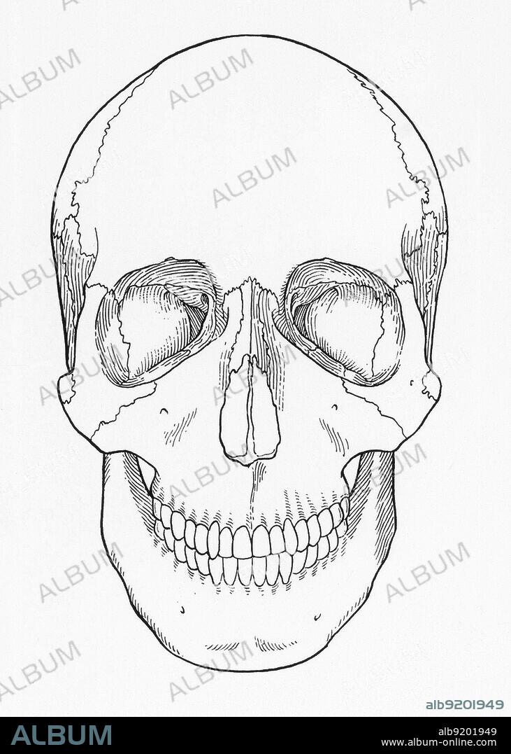 Illustration of Anterior Skull