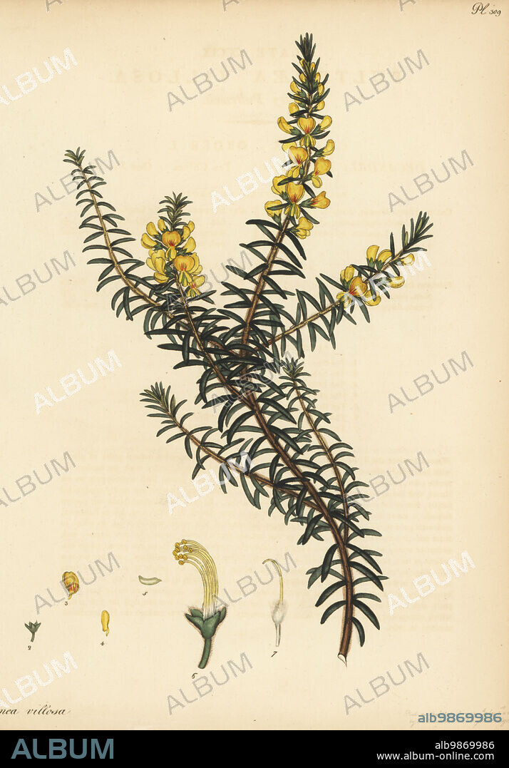 Hairy bush-pea or hairy pultenaea, Pultenaea villosa. From New Holland, Australia, in the Hammersmith Nursery of Lee and Kennedy. Copperplate engraving drawn, engraved and hand-coloured by Henry Andrews from his Botanical Register, Volume 5, self-published in Knightsbridge, London, 1803.