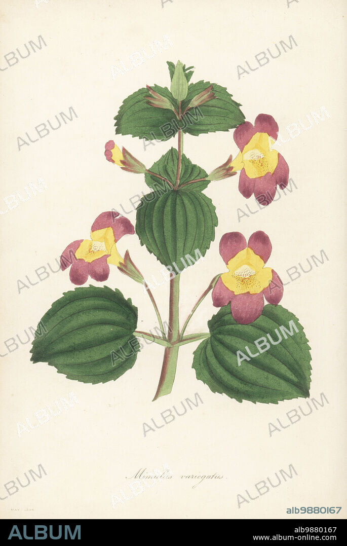 Variegated monkey flower, Erythranthe luteus var. variegatus. Native to Chile, introduced by nurseryman George Loddiges. Mimulus variegatus, Mimulus luteus var. variegatus. Handcoloured engraving from Joseph Paxtons Magazine of Botany, and Register of Flowering Plants, Volume 1, Orr and Smith, London, 1834.