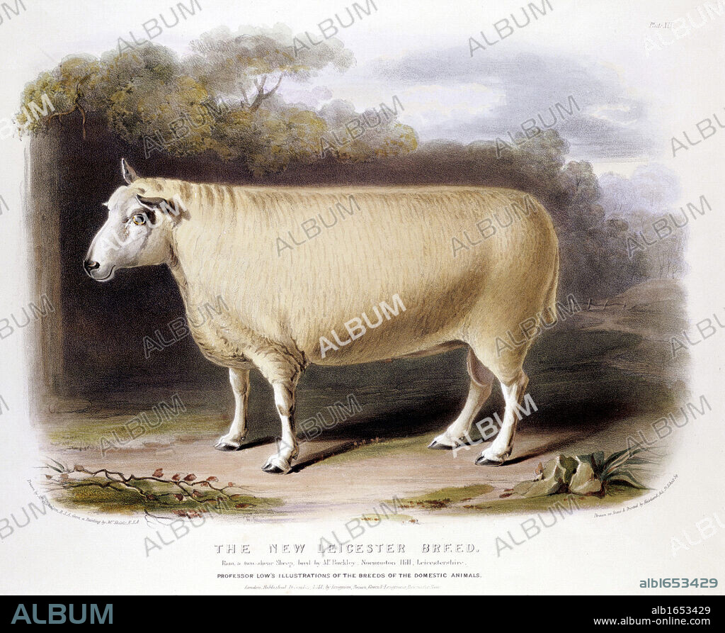 New Leicester (Dishley) ram. This breed of sheep created through selective breeding by Robert Bakewell (1725-1795) on his farm at Dishley, Leicestershire. Hand coloured lithograph 1842.