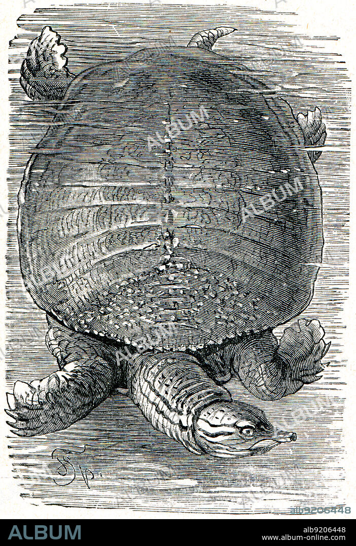 Florida softshell turtle - Apalone ferox - an illustration of the encyclopedia publishers Education, St. Petersburg, Russian Empire, 1896.