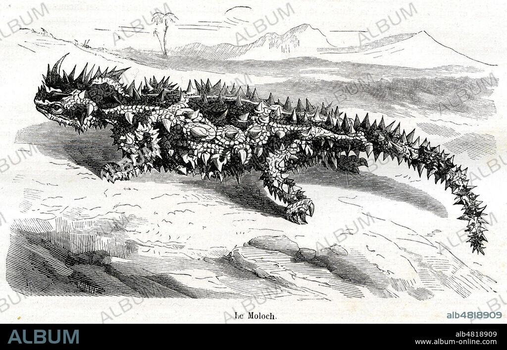 'Le moloch' Moloch horridus, moloch herisse ou diable cornu. Illustration tiree de la revue La Nature du 3 juillet 1875. Credit : Collection KHARBINE-TAPABOR.
