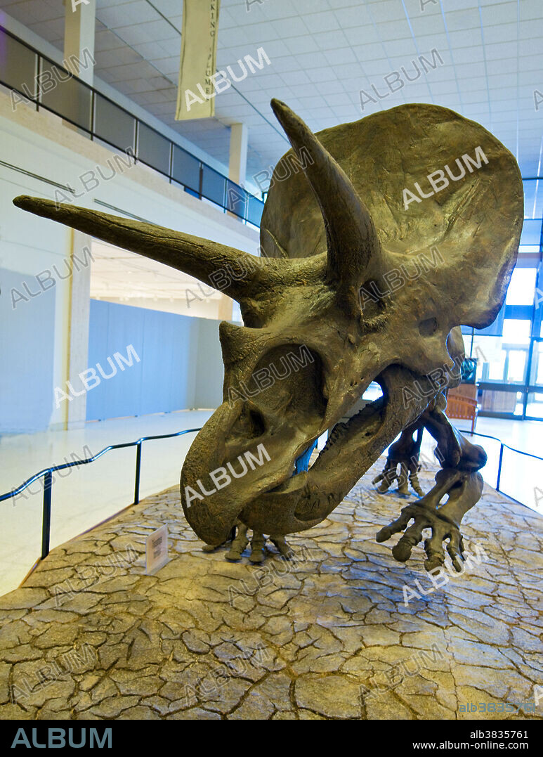 Triceratops (triceratops horridus) dinosaur. This was one of the largest of the ceratopsians, and one of the last to evolve before the extinction of the dinosaurs. It roamed the wetlands of Late Cretaceous North America. It had a characteristic neck frill and horns.
