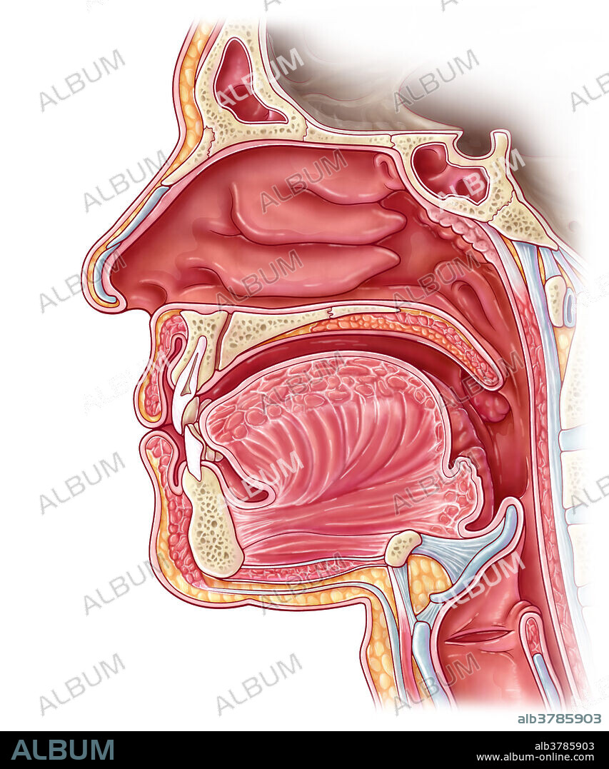 An illustration of the nasal cavity from a sagittal view.