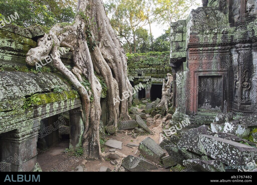 Temple overgrown by jungle, Tetrameles nudiflora tree with roots, Ta Prohm Temple, Angkor, UNESCO World Heritage Site, Siem Reap, Cambodia, Indochina, Southeast Asia, Asia.