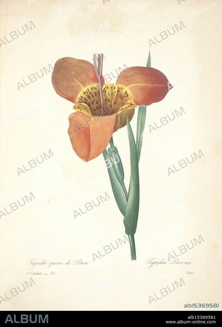 Choix des plus belles fleurs, Paris, Ernest Panckoucke, [1833?] France, botany, icones, 1833, pictorial works, A beautifully illustrated flower features striking orange petals with intricate patterns of dark spots at the center. The bloom is gracefully positioned above long, slender green leaves that extend elegantly from the base. The plant is scientifically labeled as 'Tropidia guaco de Peru' and 'Tropidia Peruviana,' suggesting its origin or classification in botanical studies. The artwork showcases the delicate structure and vibrant coloration of the flower, capturing the intricate details that highlight its natural beauty.