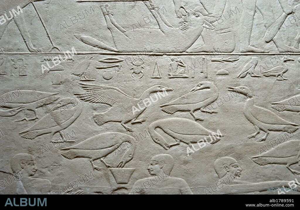 ARTE EGIPCIO. EGIPTO. MASTABA DE KAGEMNI o MENI. Tumba de un alto funcionario de la VI DINASTIA. IMPERIO ANTIGUO. Su interior se encuentra decorado con relieves menfitas. ESCENA DE AVES PARA LAS OFRENDAS. Necrópolis de Sakkara.