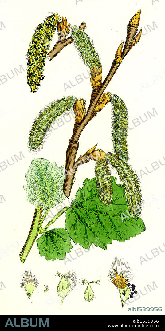 Populus canescens; Gray Poplar.