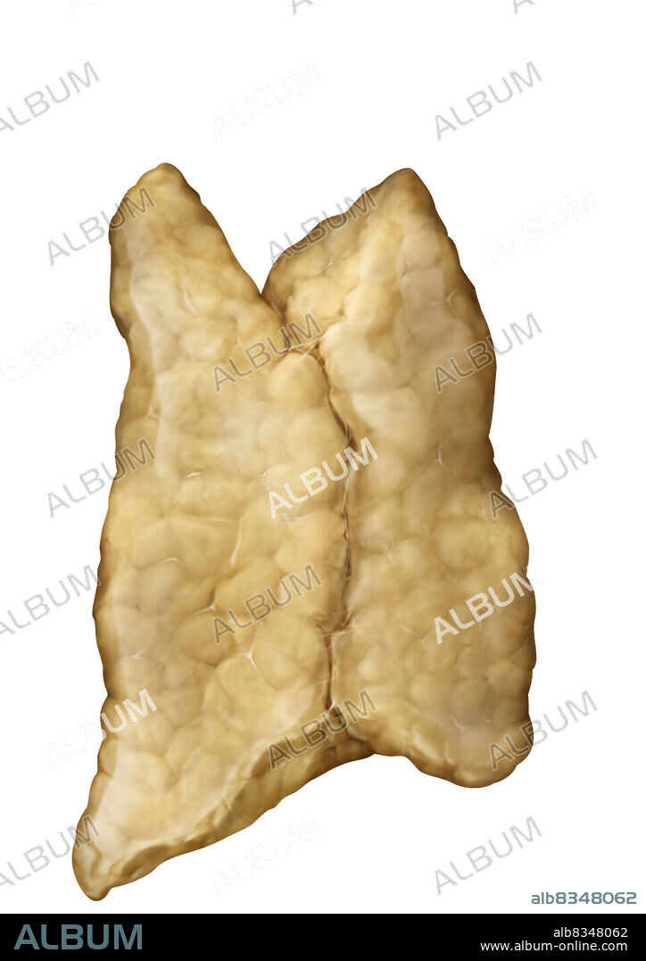 Gland located behind the sternum, site of the maturation of certain white blood cells; it is especially active in children.