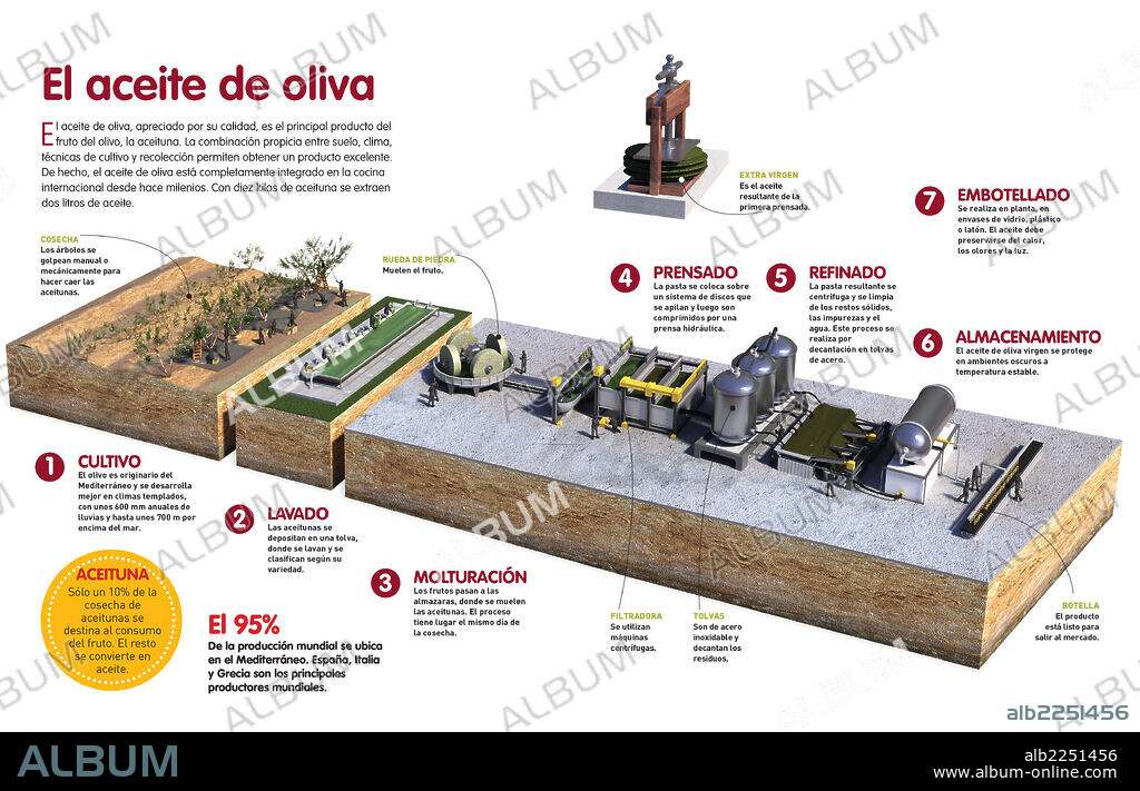 El aceite de oliva. Infografía sobre el proceso de elaboración del aceite de oliva.