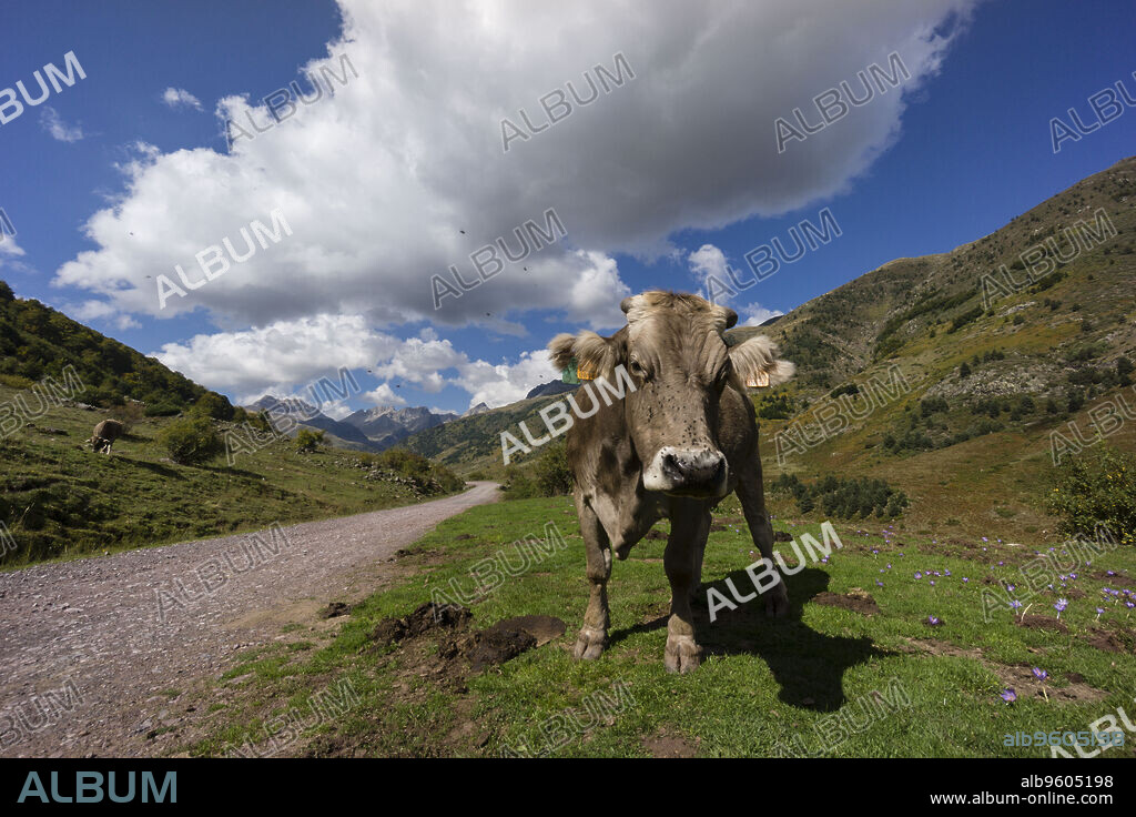 vaca junto a la pista, valle de Guarrinza, pirineo aragones,Huesca,Spain.