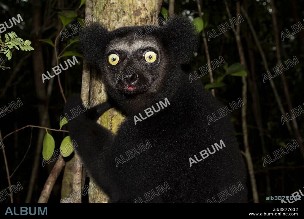 Indri (Indri indri) on a tree, northeast Madagascar, Madagascar, Africa.