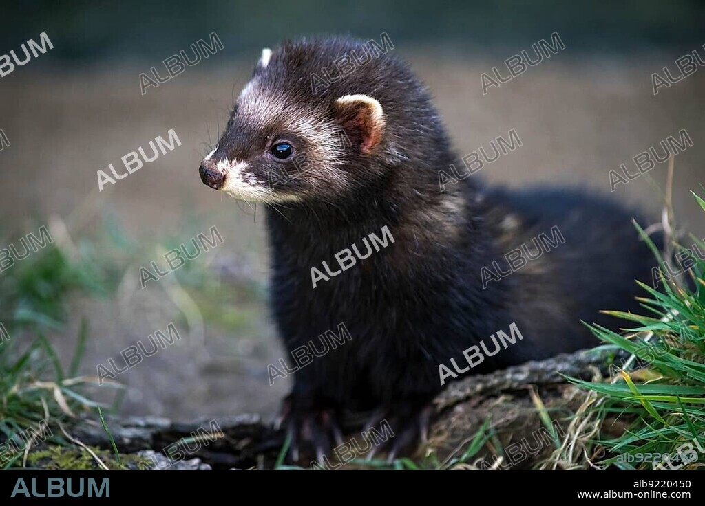 European Polecat (Mustela putorius).