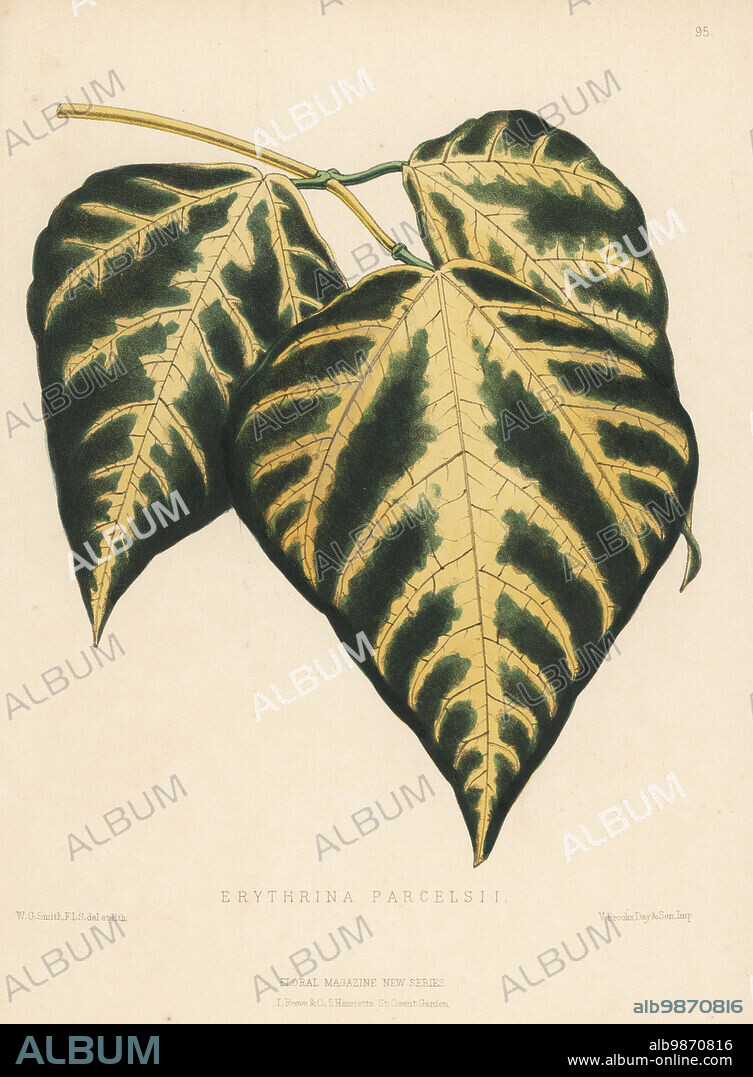Foliage of the tiger's claw or Indian coral tree, Erythrina variegata. As Erythrina parcelsii, imported from the South Sea Islands by William Bull, King's Road, Chelsea. Handcolored botanical illustration drawn and lithographed by Worthington George Smith from Henry Honywood Dombrain's Floral Magazine, New Series, Volume 2, L. Reeve, London, 1873. Lithograph printed by Vincent Brooks, Day & Son.