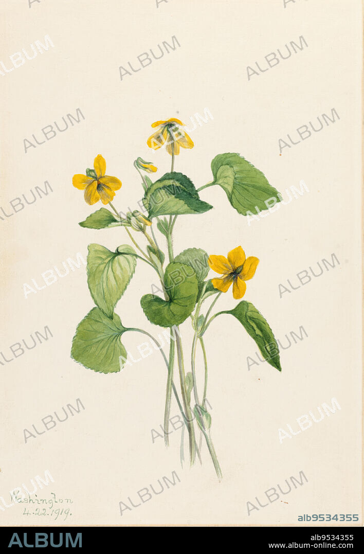 MARY VAUX WALCOTT. Smooth Yellow Violet (Viola eriocarpa). Date: 1919. Watercolor on paper.
