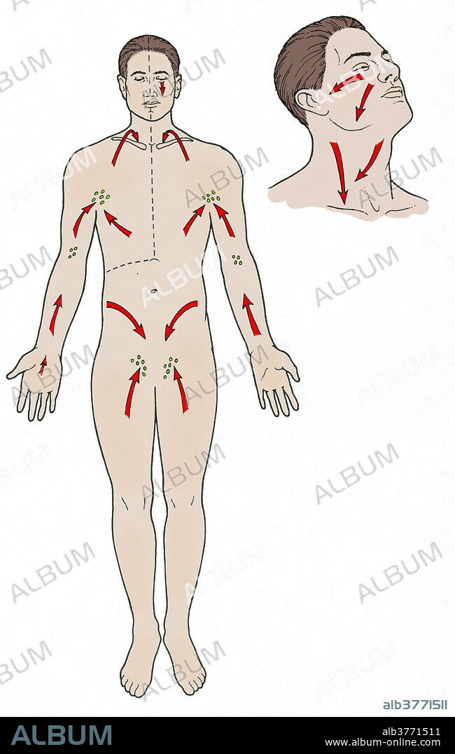 Diagram showing the direction of lymph flow in the body.