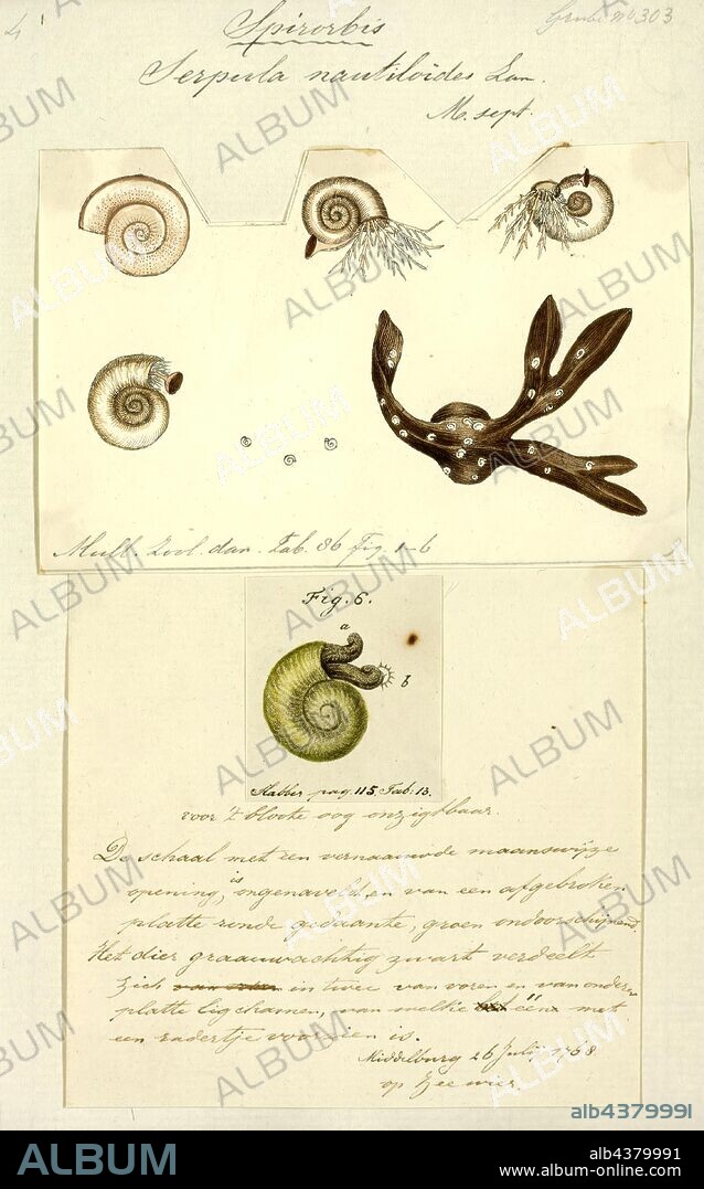 Serpula nautiloides, Print, Serpula (also known as calcareous tubeworm, serpulid tubeworm, fanworm, or plume worm) is a genus of sessile, marine annelid tube worms that belongs to the family Serpulidae. Serpulid worms are very similar to tube worms of the closely related sabellid family, except that the former possess a cartilaginous operculum that occludes the entrance to their protective tube after the animal has withdrawn into it. The most distinctive feature of worms of the genus Serpula is their colorful fan-shaped "crown". The crown, used by these animals for respiration and alimentation, is the structure that is most commonly seen by scuba divers and other casual observers.