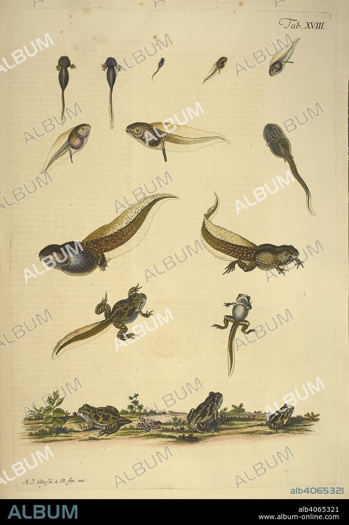AUGUST JOHANN ROESEL VON ROSENHOF. Illustration showing the stages of the lifecycle of a frog. Historia naturalis ranarum nostratium ... cum praefatione ... A. v. Haller ... Die naturliche Historie der FroÌˆsche hiesigen Landes, etc. NuÌˆrnberg, 1758. Source: 43.k.15 plate XVII.