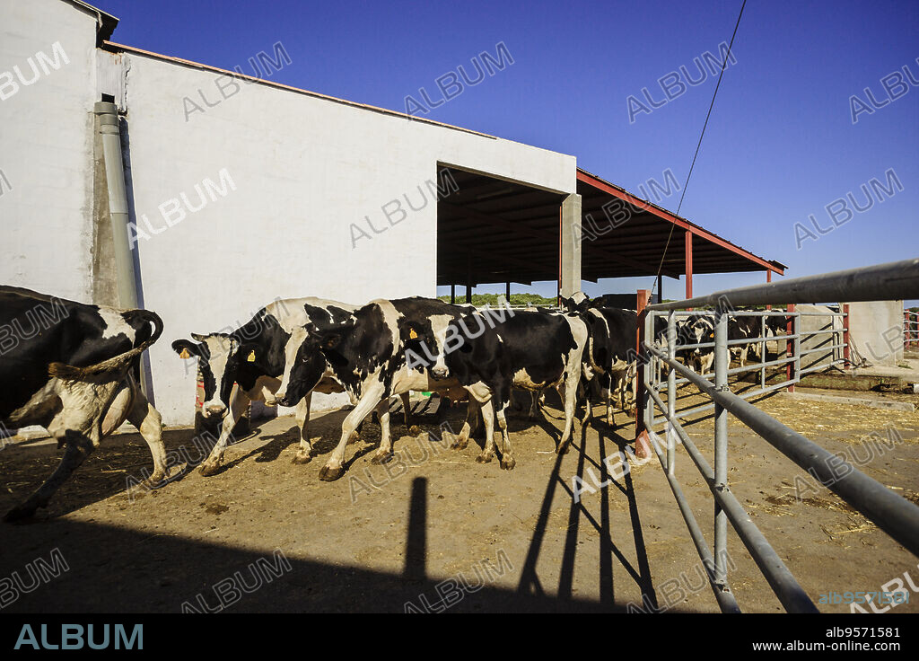 granja de vacas para la fabricacion artesanall de queso Binibeca de Jaume Pons - denominacion de origen Mahon artesano- finca Alcaiduset, Alaior, Menorca, Islas Baleares, españa, europa.
