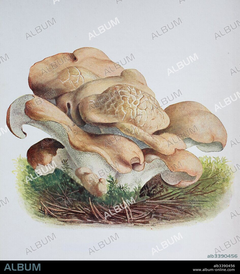 Albatrellus confluens, Polyporus confluens, digital reproduction of an ilustration of Emil Doerstling (1859-1940).