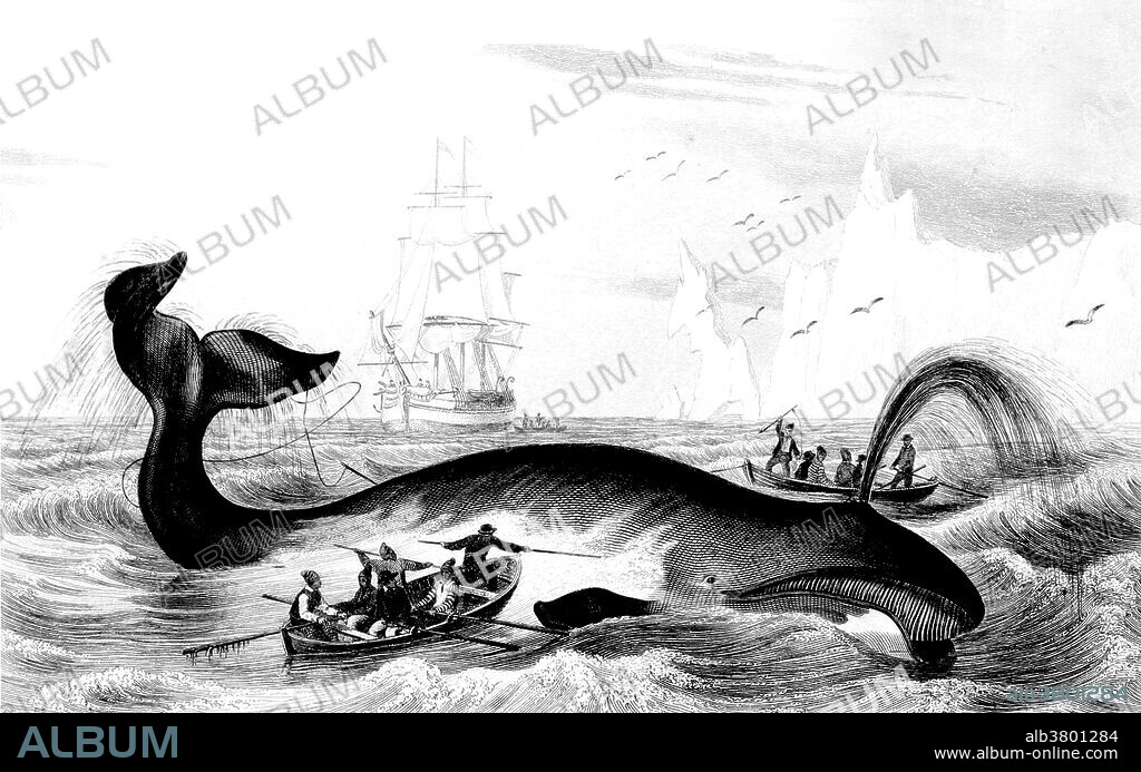 Whaling is the hunting of whales primarily for meat and oil. Its earliest forms date to at least 3000 BC. Various coastal communities have long histories of subsistence whaling and harvesting beached whales. Industrial whaling emerged with organized fleets in the 17th century; competitive national whaling industries in the 18th and 19th centuries; and the introduction of factory ships along with the concept of whale harvesting in the first half of the 20th century. As technology increased and demand for the resources remained, catches far exceeded the sustainable limit for whale stocks. In the late 1930s, more than 50,000 whales were killed annually and by the middle of the century whale stocks were not being replenished. In 1986, the International Whaling Commission (IWC) banned commercial whaling so that stocks might recover. Dictionnaire d'histoire naturelle by Charles Dessalines Orbigny, 1847-1849.