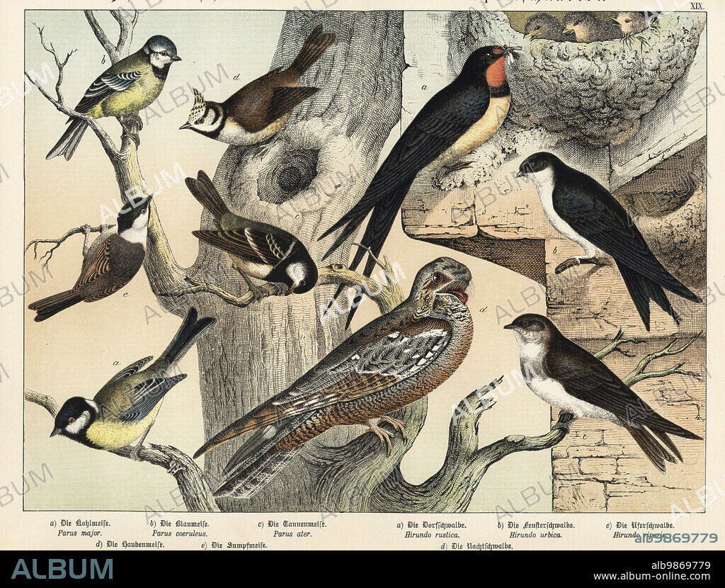 Great tit, Parus major a, blue tit, Parus caeruleus Parus coeruleus b, coal tit, Parus ater c, crested tit, Parus cristatus e, and marsh tit, Parus palustris e. Barn swallow feeding chicks in nest, Hirundo rustica a, house martin, Hirundo urbica b, bank swallow, Hirundo riparia c, and Eurasian nightjar, Caprimulgus europaeus d. Chromolithograph from Gotthilf Heinrich von Schubert's Natural History of the Animal Realms (Naturgeschichte des Tierreichs), Schreiber, Munich, 1886.