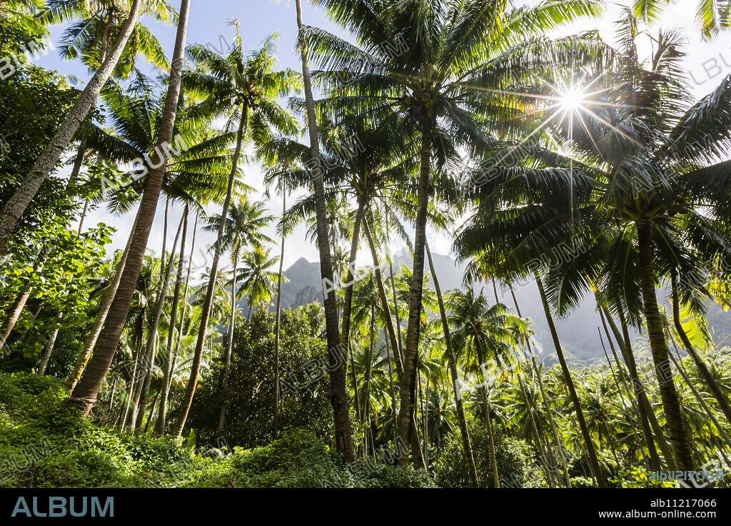 Coconut trees surrounding the town of Hanavave, Fatu Hiva, Marquesas, French Polynesia, South Pacific, Pacific.