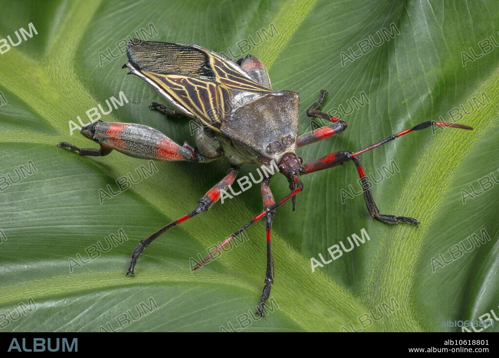Giant mesquite bug (Thasus neocalifornicus).