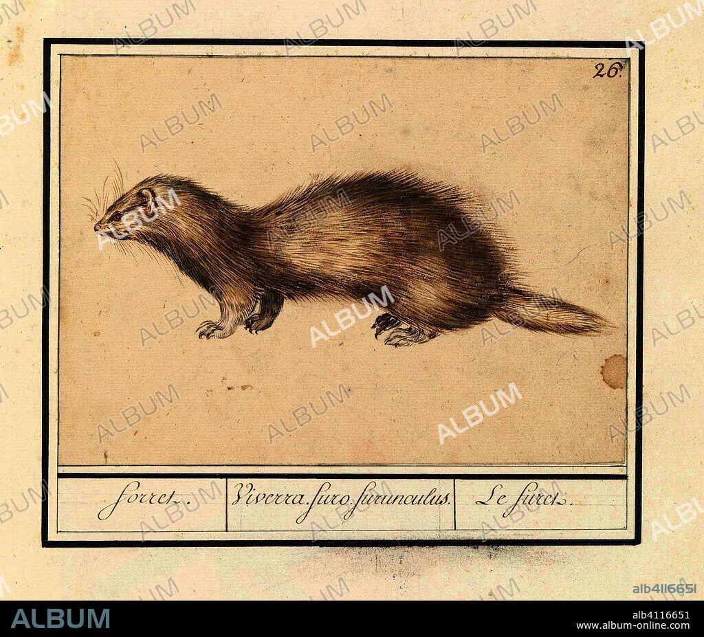 ANSELMUS BOËTIUS DE BOODT. Fret (Mustela putorius furo); forret. / Viverra. furo. furunculus. / Le firet. (title on object). Draughtsman: Anselmus Boëtius de Boodt. Draughtsman: Elias Verhulst. Dating: 1596 - 1610. Place: Praag. Measurements: h 135 mm × w 188 mm.