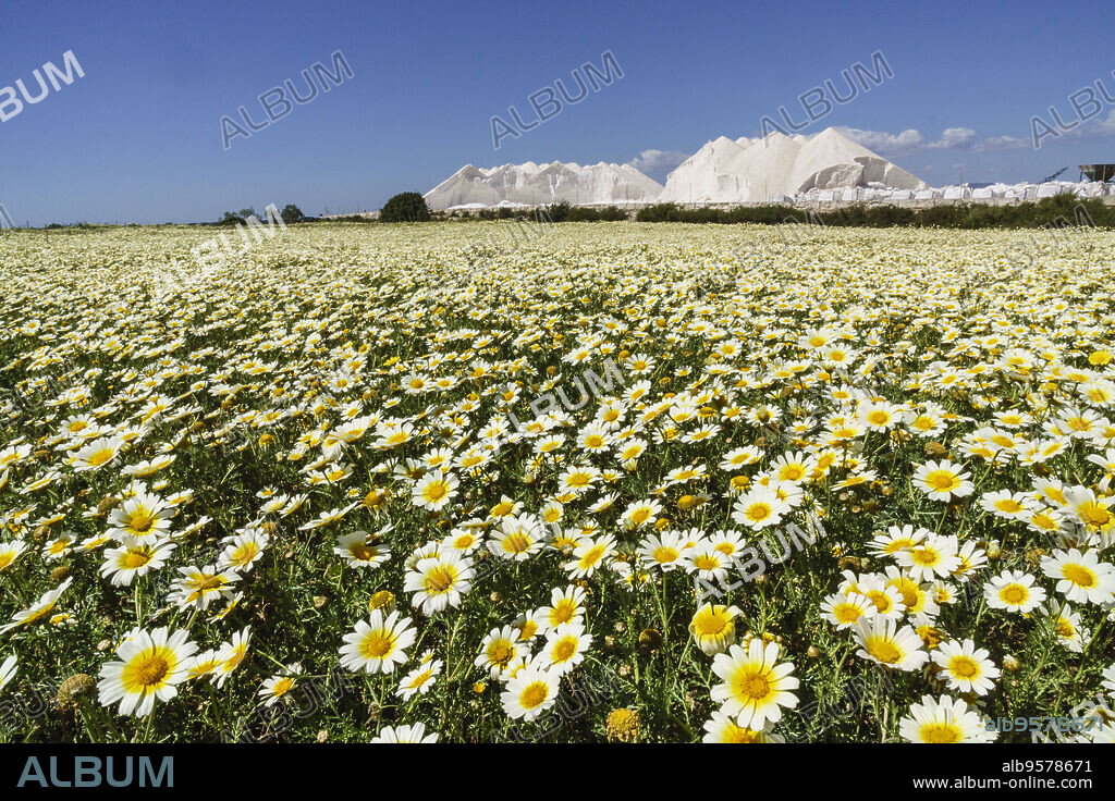 primavera en el salobrar de campos, Ses Salines, Mallorca,Islas Baleares,Spain.
