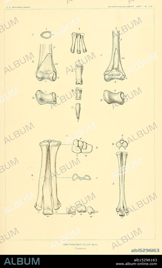 The dinosaurs of North America, Washington, Govt. Print, 1896. Dinosaurs, Ornithomimus velox, The illustration features a detailed anatomical study of various bones and skeletal elements, labeled from A to M. It includes representations of the upper limb bones, such as the humerus and radius, alongside distinct anatomical landmarks and joint structures. Each labeled section highlights specific features, including articulating surfaces and bone morphology. This educational diagram serves as a reference for understanding the complexity of bone structures and their relationships in the skeletal system, emphasizing the intricacies of human anatomy.