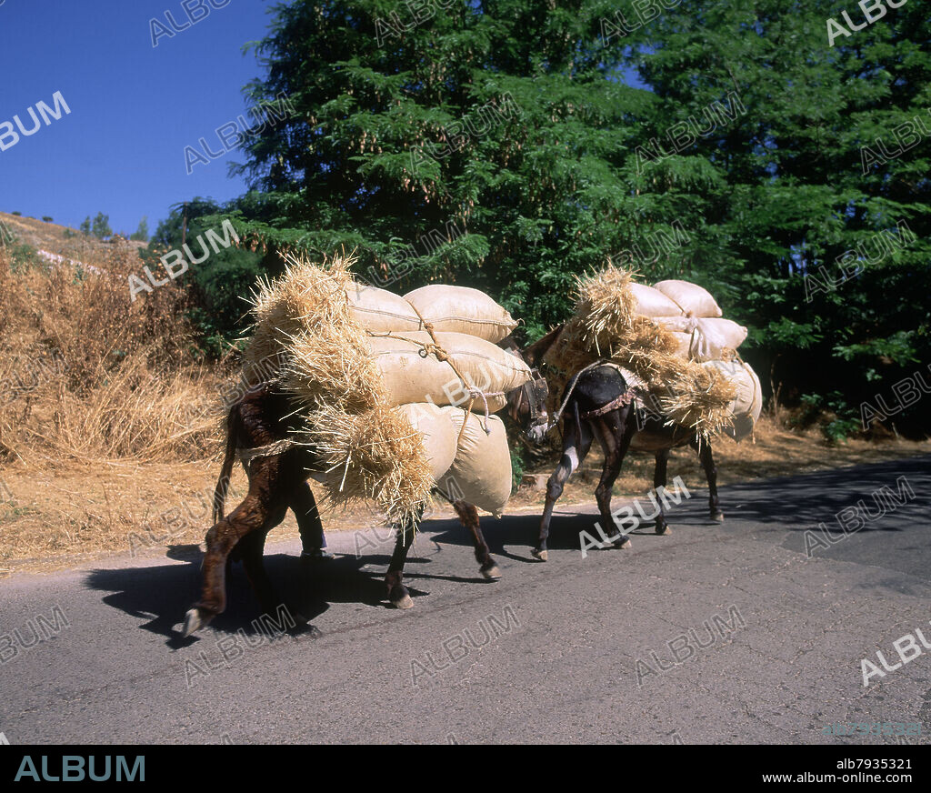 BURROS CARGADOS DE PAJA.
