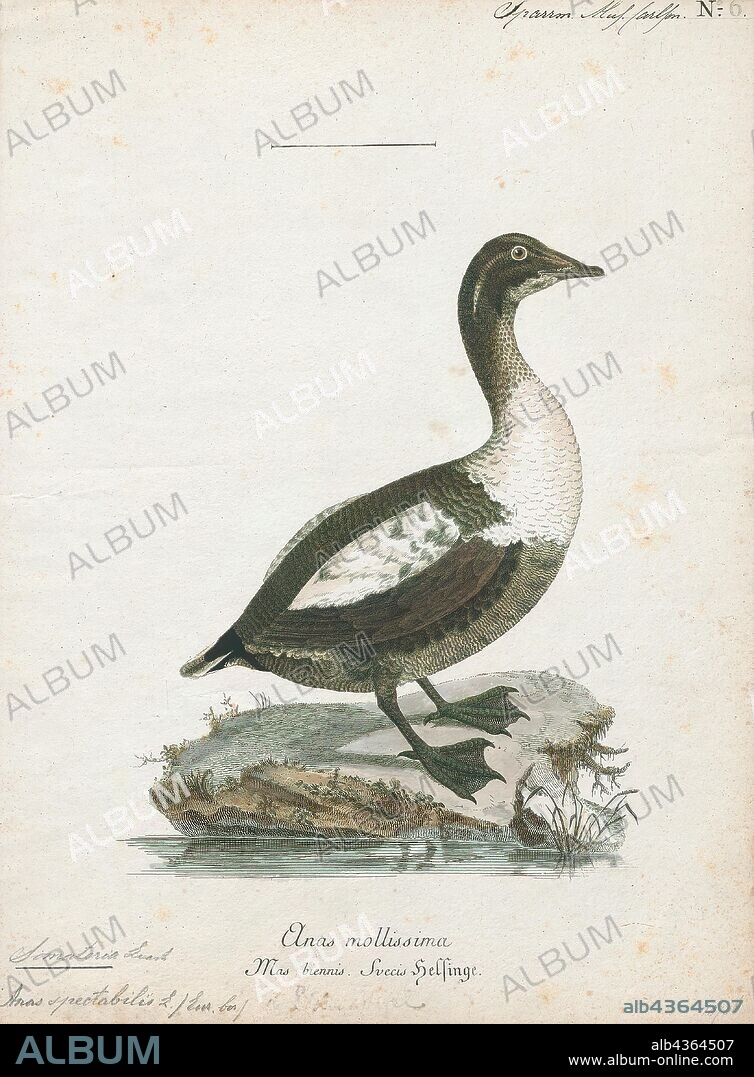 Somateria spectabilis, Print, The king eider (Somateria spectabilis) is a large sea duck that breeds along Northern Hemisphere Arctic coasts of northeast Europe, North America and Asia. The birds spend most of the year in coastal marine ecosystems at high latitudes, and migrate to Arctic tundra to breed in June and July. They lay four to seven eggs in a scrape on the ground lined with grass and down., 1786-1789.
