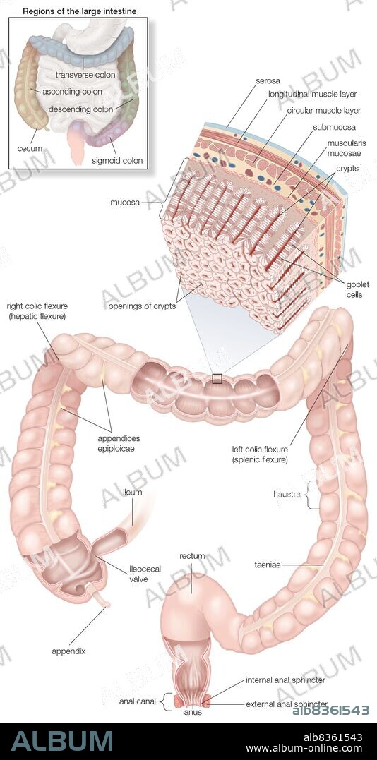 Diagram of the human large intestines, including and inset of its musculature and mucosa histology and an inset of its regions.
